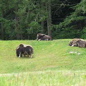 Arctic Tundra - Musk Ox Exhibit
