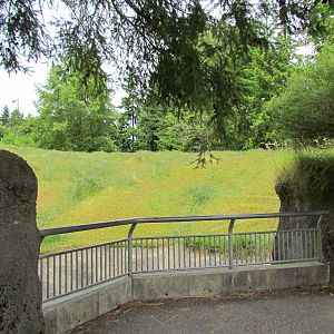 Arctic Tundra - Musk Ox Exhibit