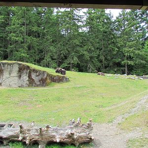 Arctic Tundra - Musk Ox Exhibit
