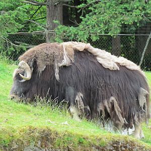 Arctic Tundra - Musk Ox