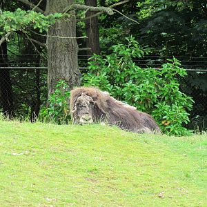 Arctic Tundra - Musk Ox