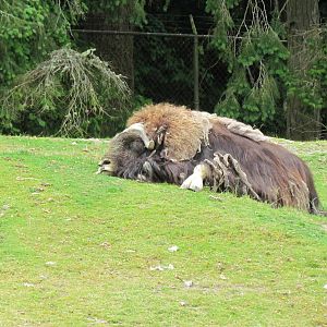 Arctic Tundra - Musk Ox