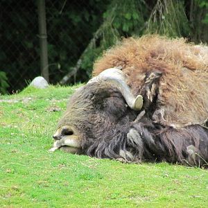 Arctic Tundra - Musk Ox