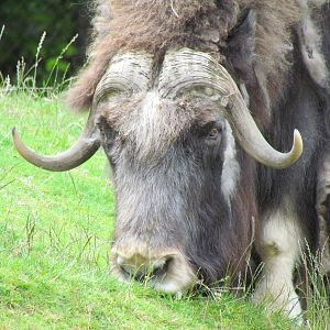 Arctic Tundra - Musk Ox