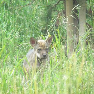 Red Wolf Woods - Red Wolf Pup