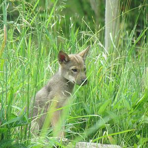 Red Wolf Woods - Red Wolf Pup
