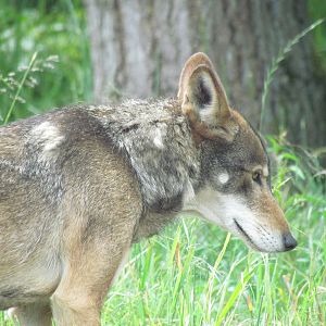 Red Wolf Woods