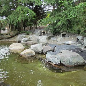 Magellanic Penguin Exhibit