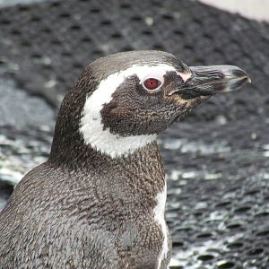 Magellanic Penguin Exhibit