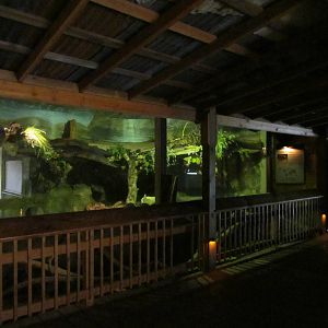 Discovery Outpost - Burmese Python Exhibit