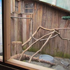 Discovery Outpost - Gyrfalcon Exhibit
