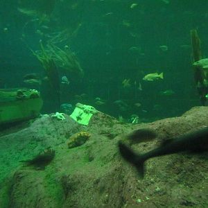 North Pacific Aquarium