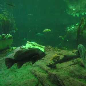 North Pacific Aquarium