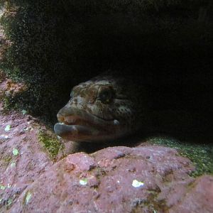 North Pacific Aquarium