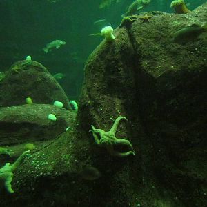 North Pacific Aquarium