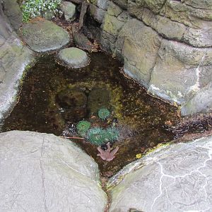 North Pacific Aquarium - Tidepool