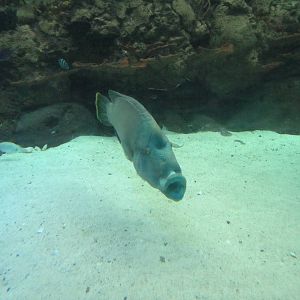 South Pacific Aquarium - Napolean Wrasse
