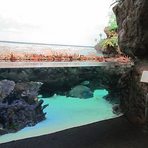 South Pacific Aquarium