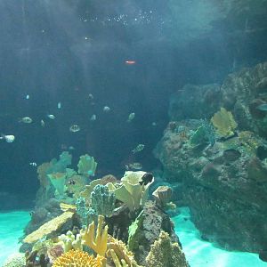 South Pacific Aquarium