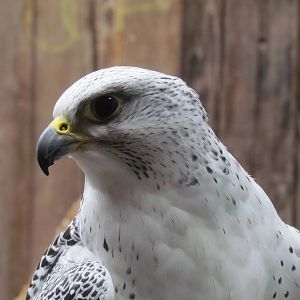 Discovery Outpost - Gyrfalcon