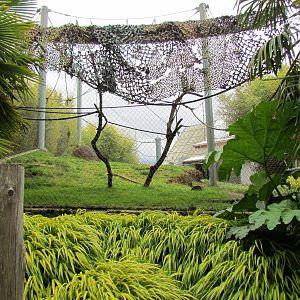 Asian Forest Sanctuary - Sumatran Tiger