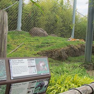 Asian Forest Sanctuary - Sumatran Tiger