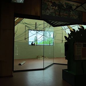 Asian Forest Sanctuary - White-cheeked Gibbon