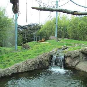 Asian Forest Sanctuary - Sumatran Tiger