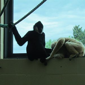 Asian Forest Sanctuary - White-cheeked Gibbon
