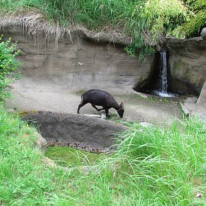 Asian Forest Sanctuary - Lowland Anoa