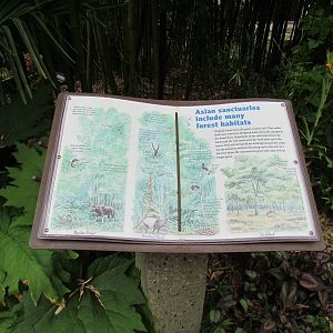 Asian Forest Sanctuary