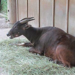 Asian Forest Sanctuary - Lowland Anoa
