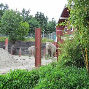 Asian Forest Sanctuary - Asian Elephant