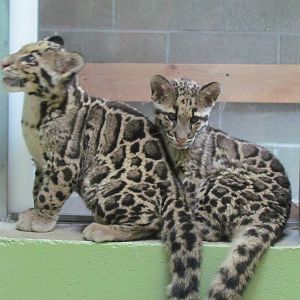 Cats of the Canopy - Clouded Leopard Cubs