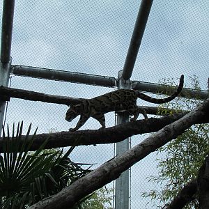 Cats of the Canopy - Clouded Leopard