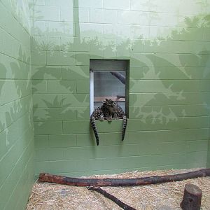 Cats of the Canopy - Clouded Leopard Cubs