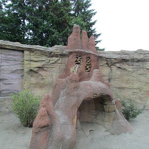 Kids Zone - Meerkat Exhibit