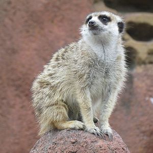 Kids Zone - Meerkat Exhibit