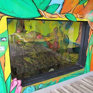 Kids Zone - Red-bellied Piranha