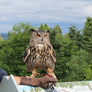 Eurasian Eagle Owl