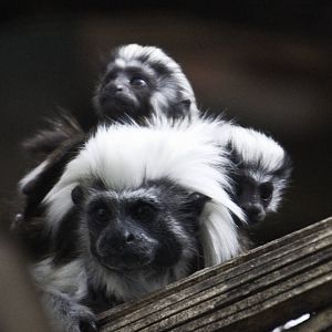 Cotton Top Tamarin
