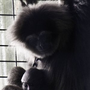 Silvery Gibbon