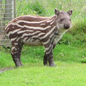 Baby Tapir