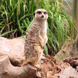 Meerkat