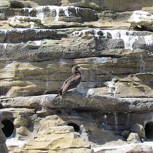 Humboldt Penguin Exhibit - Brown Booby