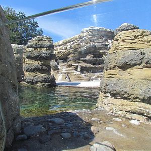Humboldt Penguin Exhibit