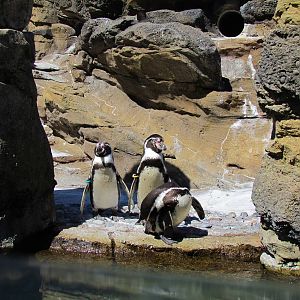 Humboldt Penguin Exhibit