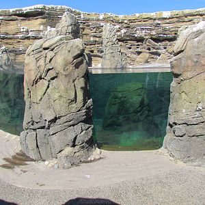 Humboldt Penguin Exhibit