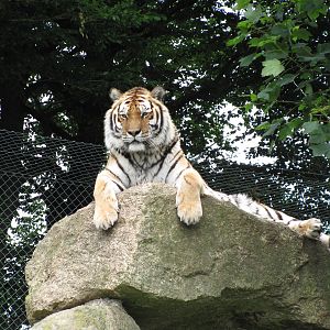 Siberian Tiger