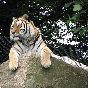 Siberian Tiger